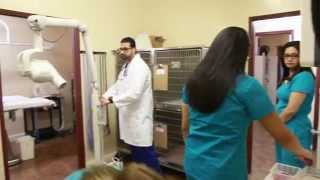 preview picture of video 'Welcome to Haymont Veterinary Clinic'