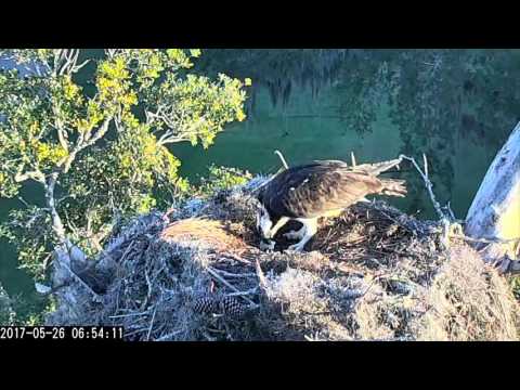 Female Osprey Removes Last Eggshell From Nest Bowl in Savannah – May 26, 2017