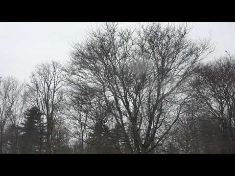 Blue Jays Outside the Car Window