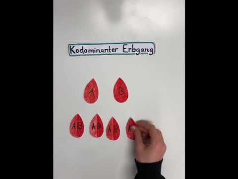 Zweisteinkurs Genetik mit Drosophila