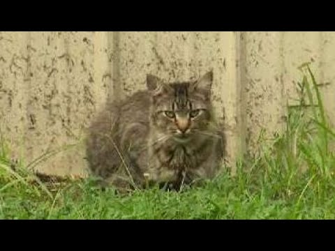 Clinton County Humane Society