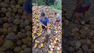 Download lagu Belah buah kelapa seperti ini dilakukan bagi yang sudah mahir. #trending #kopra #coconut #petani mp3