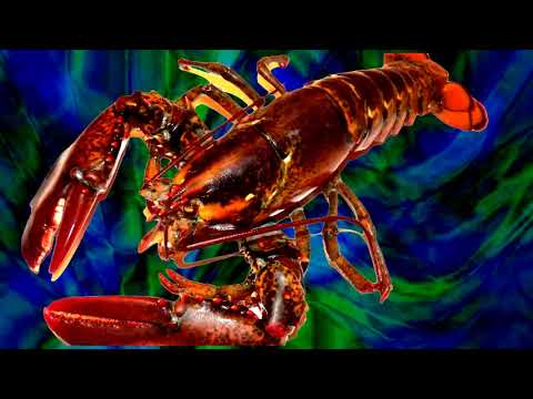 Progressive Rock Mix by Lobster - Volume 4