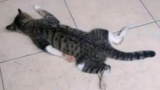 Kiedy wygrałeś inny rodzaj kota 😂