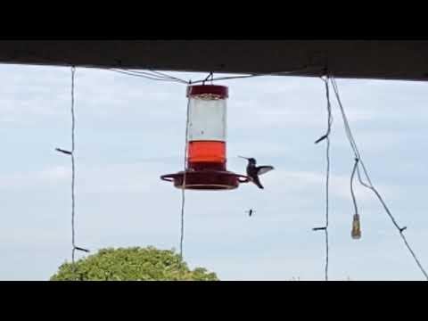 HUMMINGBIRD VS WASP