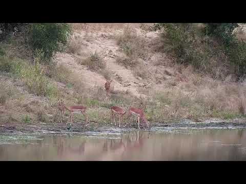 Djuma: Impalas drinking at the dam - 13:47 - 04/23/21