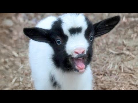 Des vidéos d'animaux drôles nous font rire 🤣 funniest cats and dogs 2024