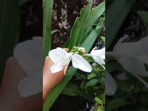 #flowers #pknayakvlog #Wowkituvlogs2m