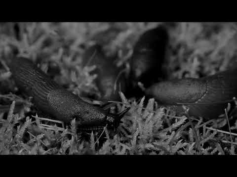 Die Nacktschnecke | Spontangeschichten