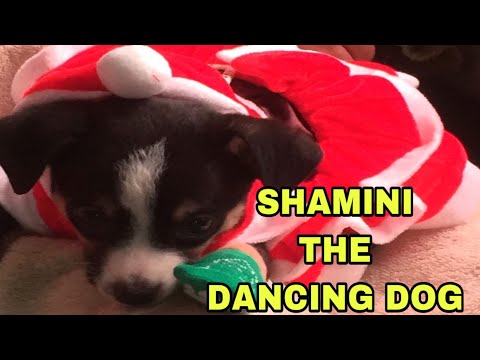 BE AMAZED BY SHAMINI THE DANCING DOG