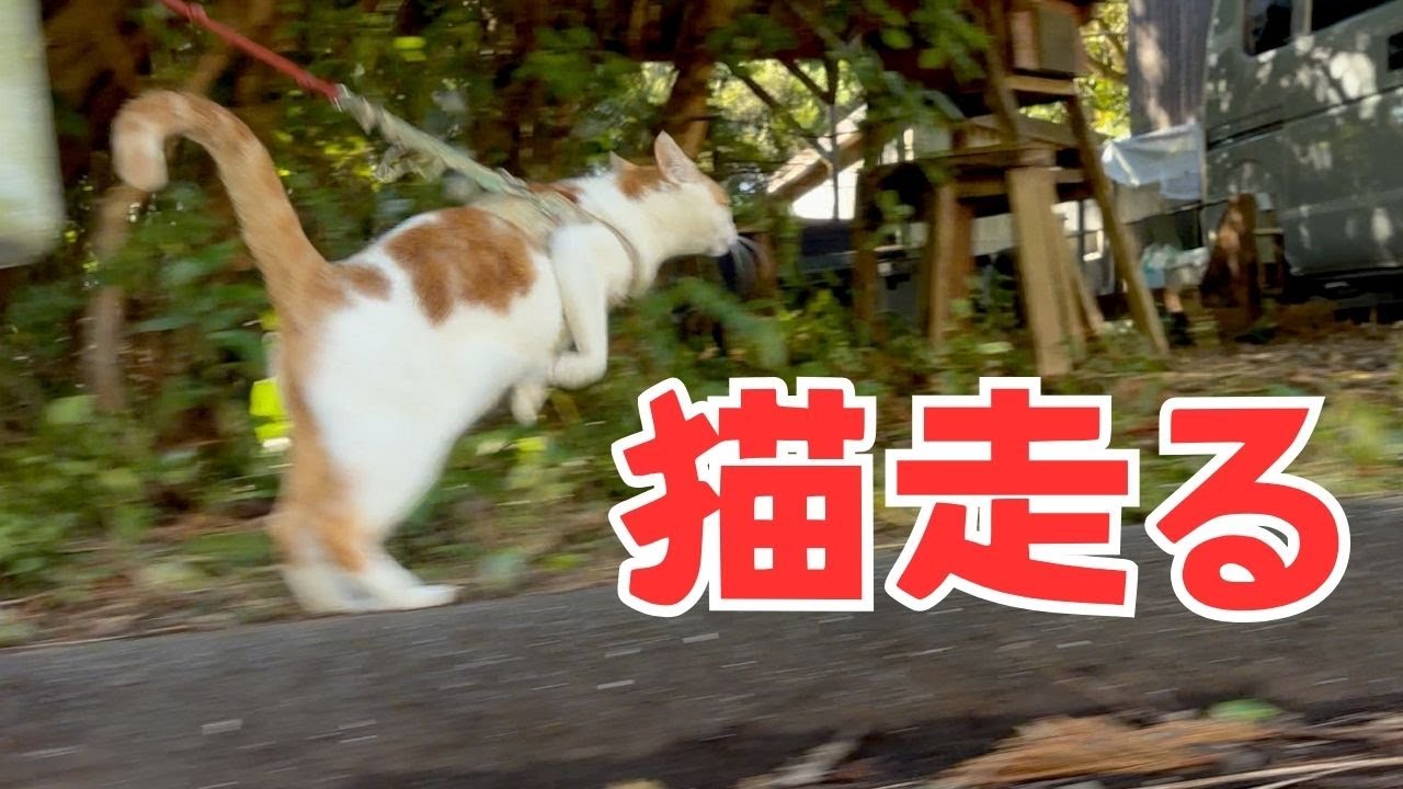 走る猫ポノちゃんを今年もよろしくお願いします！