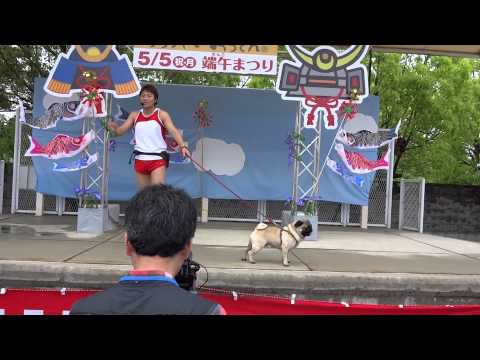 サバンナ八木と八木（犬）のお仕事 園田競馬場（兵庫県） ２０１４年５月５日１４時１５分