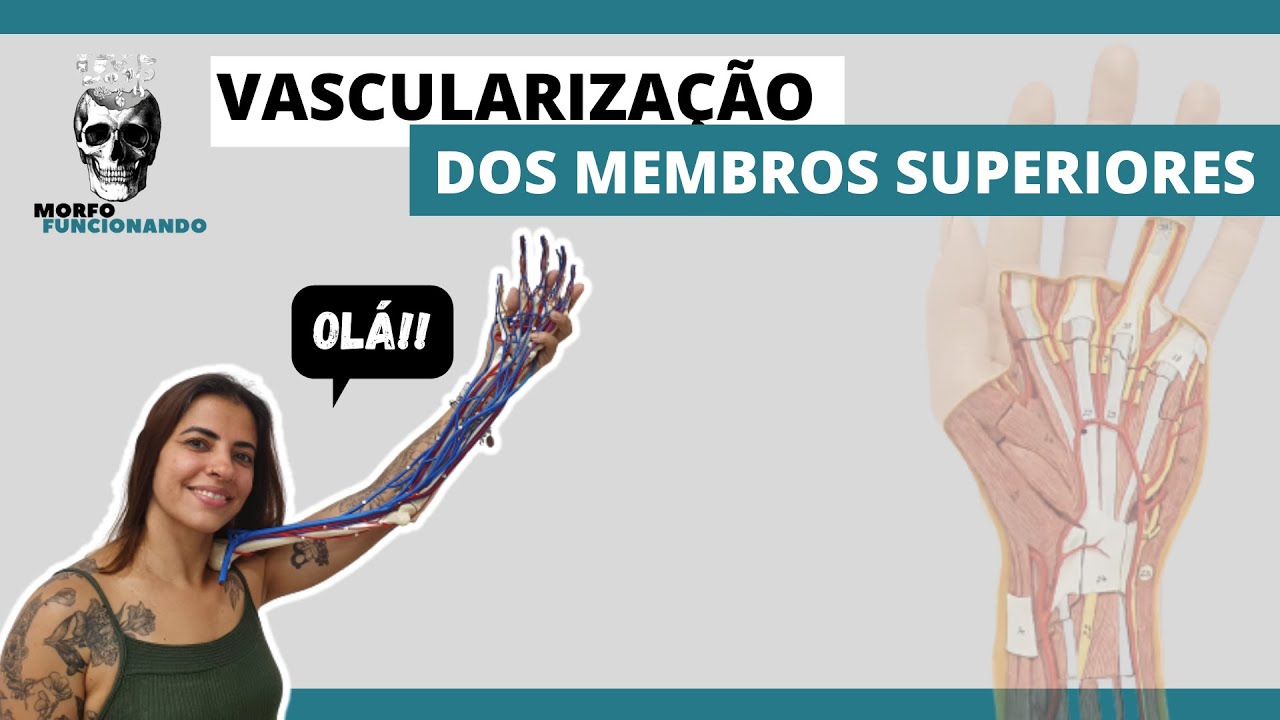 ANATOMIA DAS PRINCIPAIS ARTÉRIAS E VEIAS DOS MEMBROS SUPERIORES (MMSS) #9