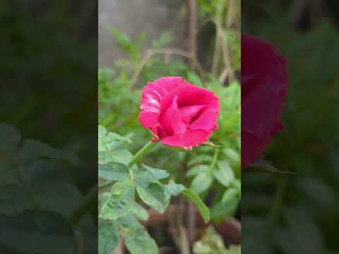 Beautiful rose 🌹#ro#flowers #shortsfeed #shorts #youtubeshorts