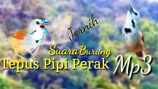 Download lagu Suara burung Tepus Pipi Perak MP3 mp3