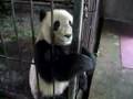 Panda Squeaks
