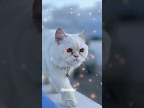 #Shajiliyan😻🤍🙈