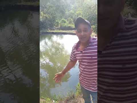 Germán Eliécer Gómez López. Piscicultor. vereda El 62. Caracolí, Antioquia.