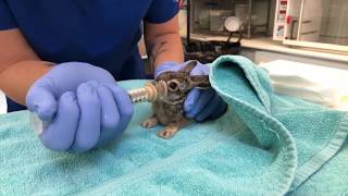 Meet Orphaned Baby Squirrels and a Baby Jackrabbit at WildCare