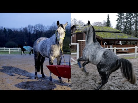 Falcos Trauma zeigt sich tief verankert | Falco & Bourbon Folge 19