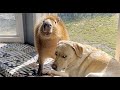 The FUNNIEST Shorts Of The Year FUNNIEST Animal Videos
