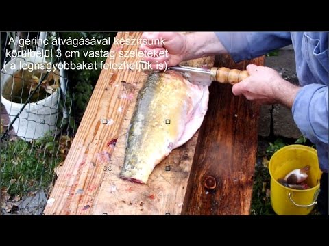 visszér és olajos halak boszorkány orvosok a visszérről
