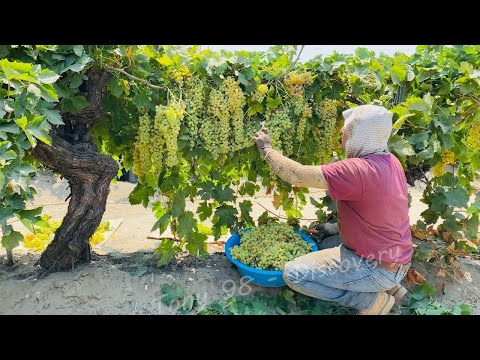 How US Farmers Harvested 5.9 Million Tons Of Grapes - US Farming