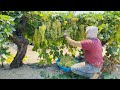 How US Farmers Harvested 5 9 Million Tons Of Grapes US Farming