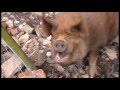 OINK OINK