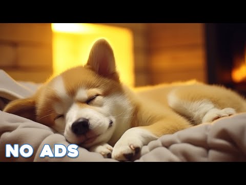 12 Hours Music Relax 🎵 Calming Piano Music For Dog ♬ Instantly Soothe Your Anxious Dog