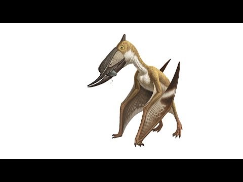 What Is a Pterosaur?