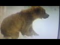 Animal Numbers 123s 3 Bears