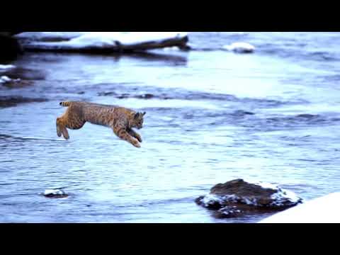 Salto della lince rossa