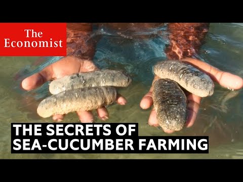 How sea cucumbers can help the ocean