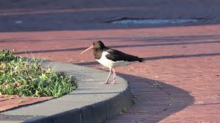 We can meet again next year, Oystercatcher!ミヤコドリまた来年会おうね.Tot volgend jaar, Scholekster!