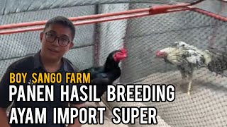 Download lagu Review of Super Panenan Sango Farm Chicken #sango #farm #chickenharvest #importedmaterial mp3