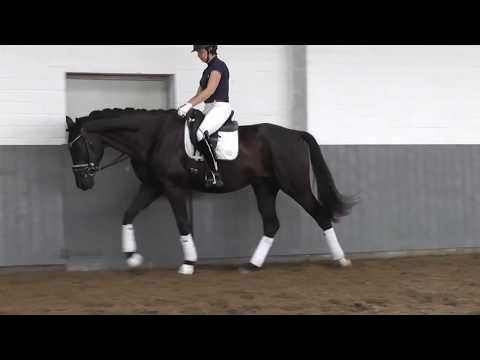 Weidenhof-Verkaufspferd: FLORYDAY - Rappwallach, *2017, Hannoveraner v. Floris Prince