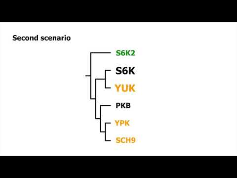 BioEssays: Inferring the Evolutionary History of Your Favorite Protein