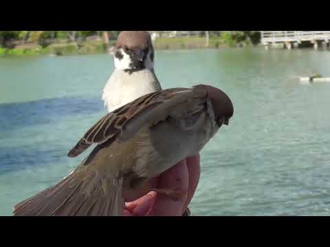 餌を貰いに来る可愛いすずめ達 20210502 7（天満宮）