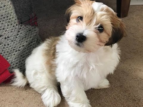 download lagu mp3 mp4 Havashire Puppies, download lagu Havashire Puppies gratis, unduh video klip Havashire Puppies