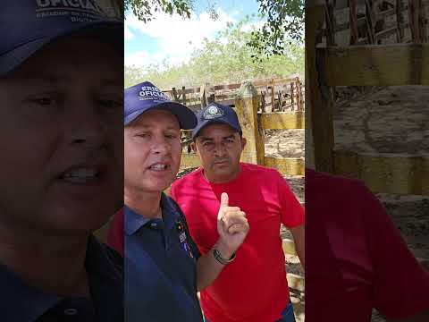 Feira de gado de Campo Grande Alagoas Sábado 03/10/2026  ERIEL OFICIAL 🎥