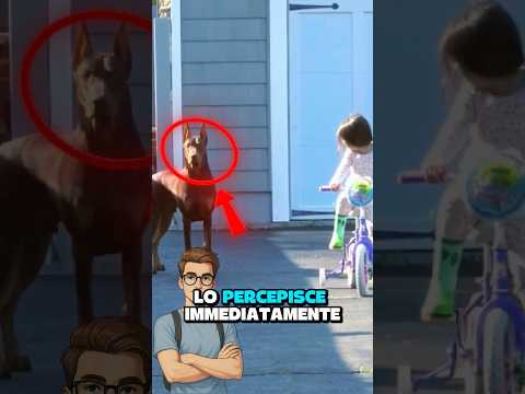 Cane PROTEGGE SEMPRE la sua PADRONA😱 #virale