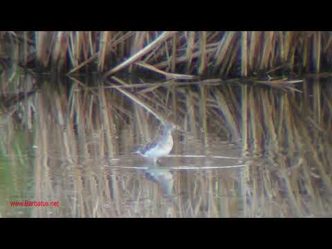 Archibebe patigualda chico ( Tringa flavipes ) Lesser y