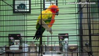 Sick Parrot