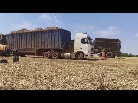 Colheita mequanizada Itapaci Goiás 