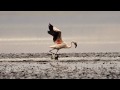 Flamingo to the music of Martin Denny. HD