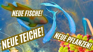 The best FISH for POND and AQUARIUM!