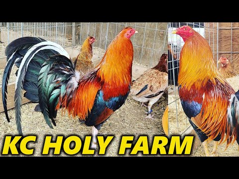 Best Quality Sweater Yellow Leg Kelso Roundhead Claret Hatch - KC HOLY FARM Beautiful Birds