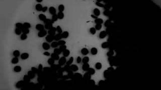 Cocorosie   Terrible angels