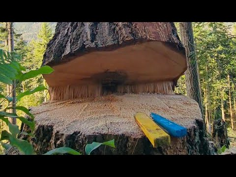 Cutting Timber on the Olympic Peninsula